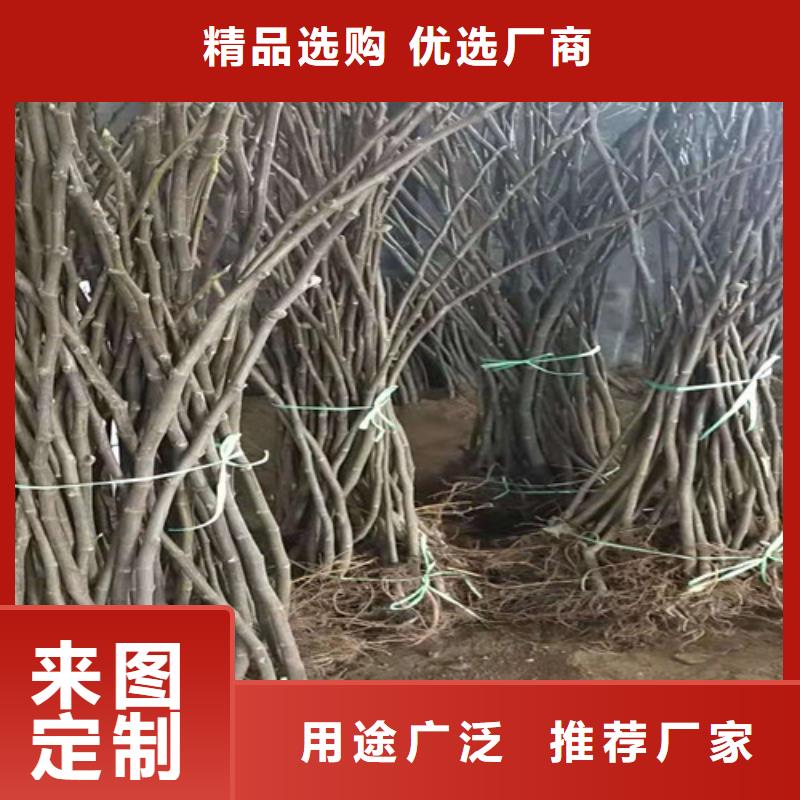 无花果苹果苗专心专注专业