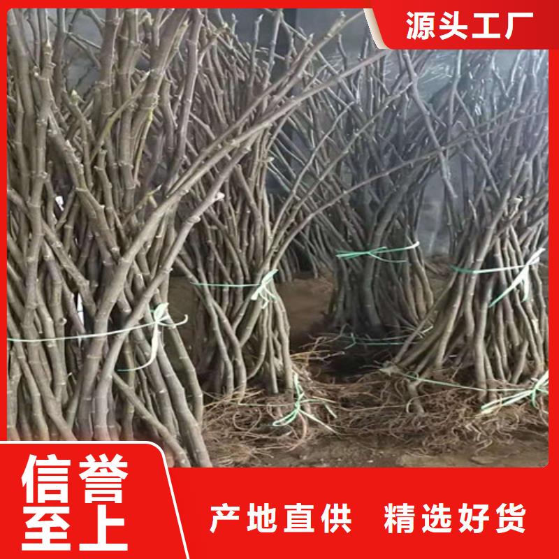 【宁波买无花果梨树苗产品优良】