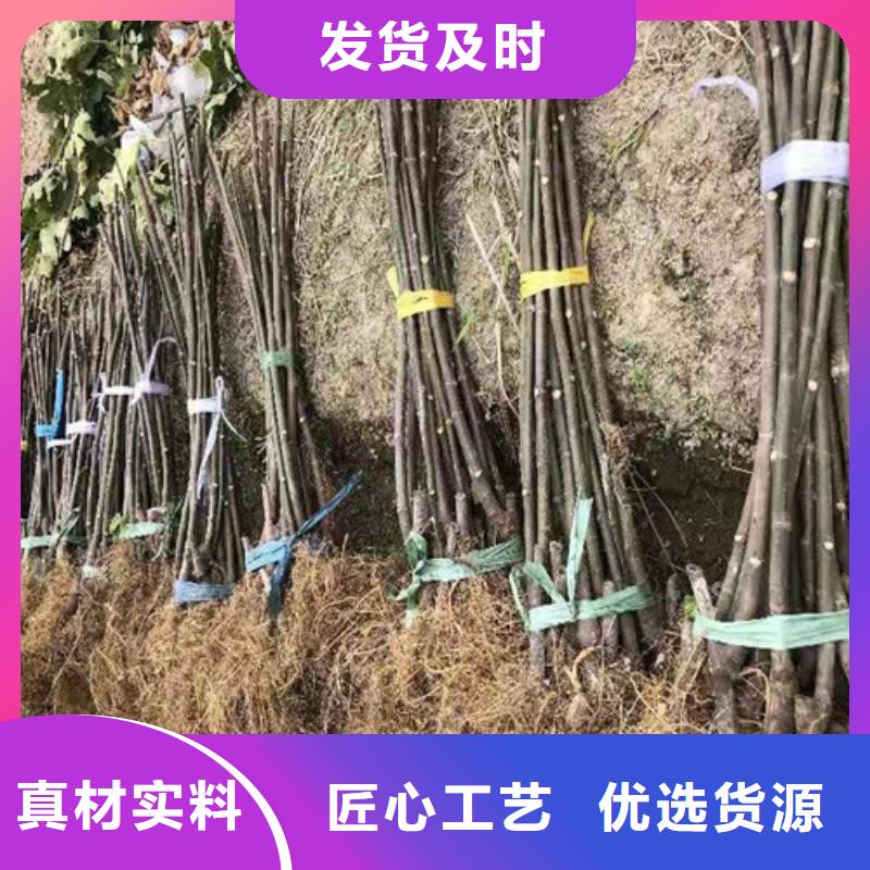 【宁波本土无花果梨树苗产品优良】