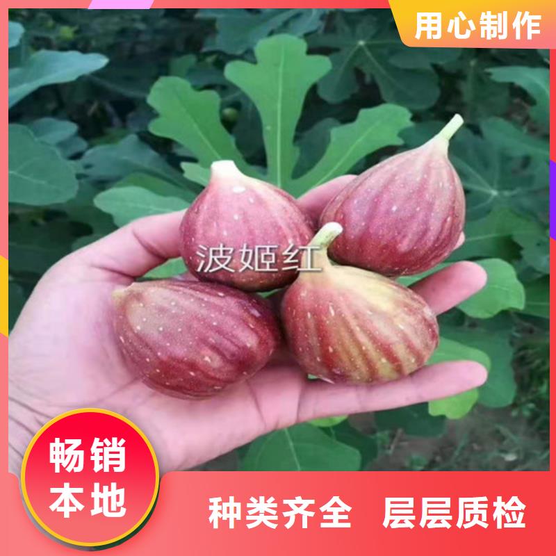 无花果苹果苗专心专注专业