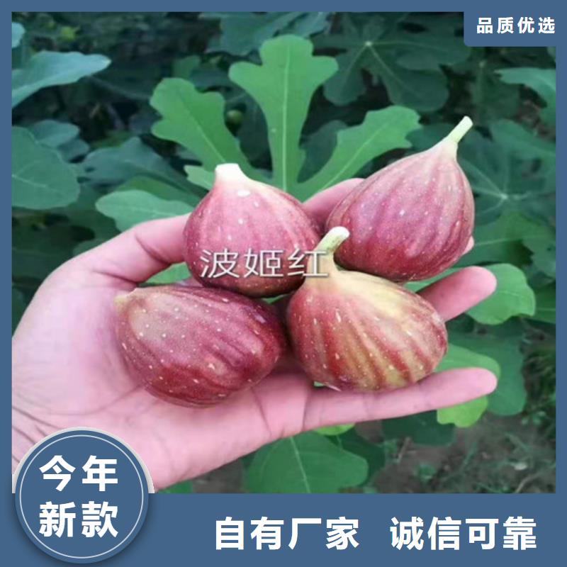 无花果,苹果苗规格型号全