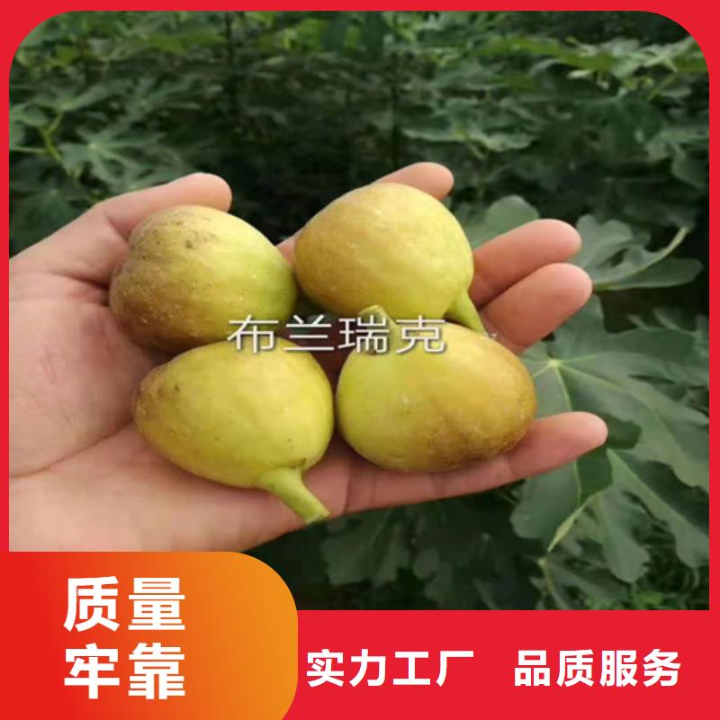 无花果,苹果苗规格型号全