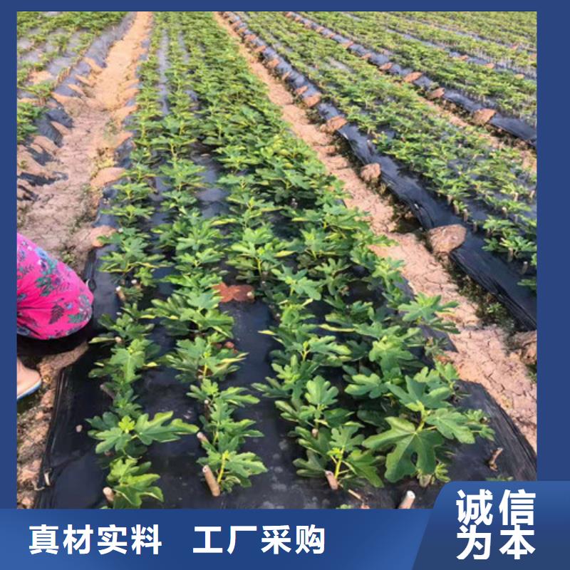 无花果桃树苗量少也做