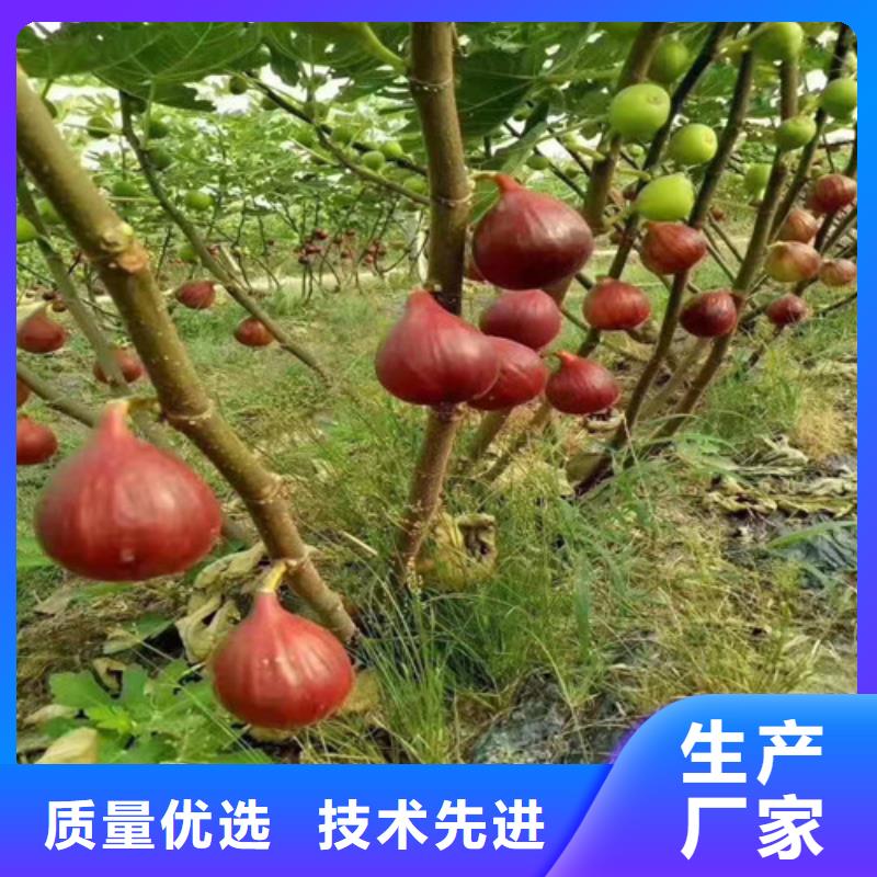 无花果大雪枣苗好货直供