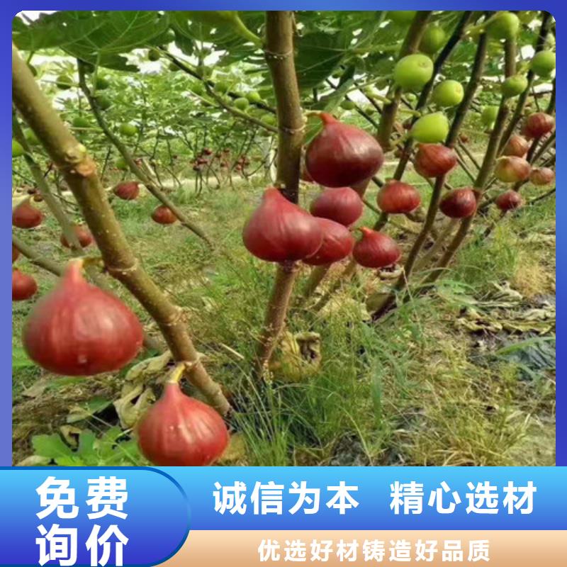 无花果桃树苗符合行业标准