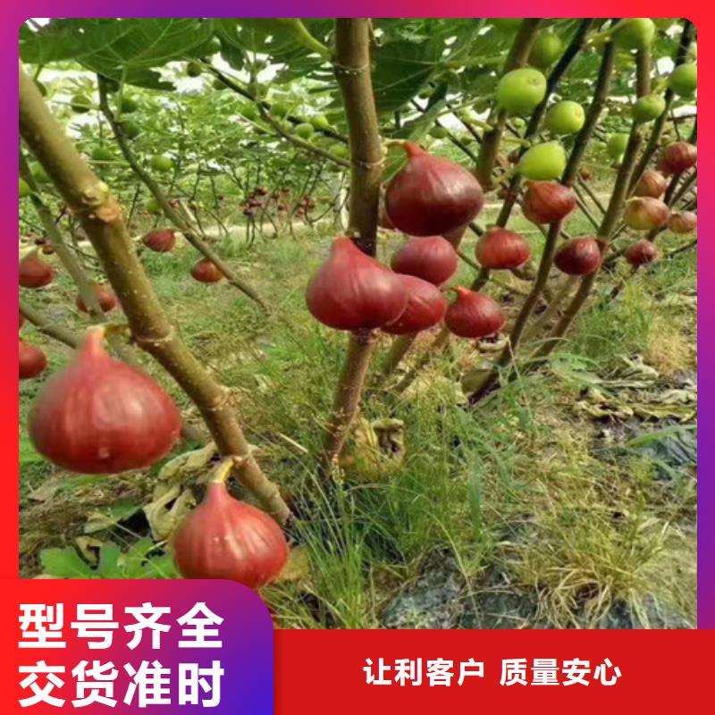 无花果大棚草莓苗加工定制