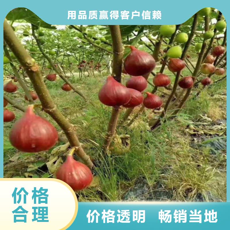 无花果苹果苗专心专注专业