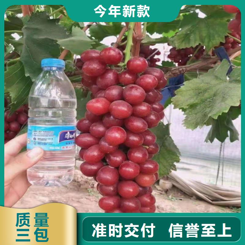 葡萄1公分杏树苗多家仓库发货