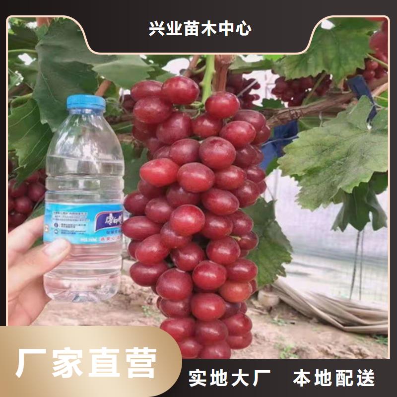 葡萄蟠桃苗应用范围广泛