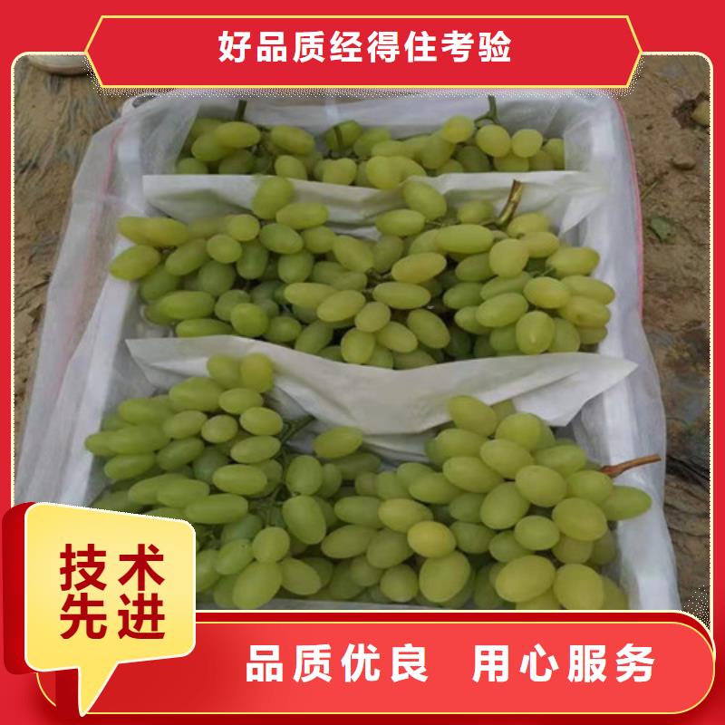 葡萄大棚草莓苗实体诚信经营