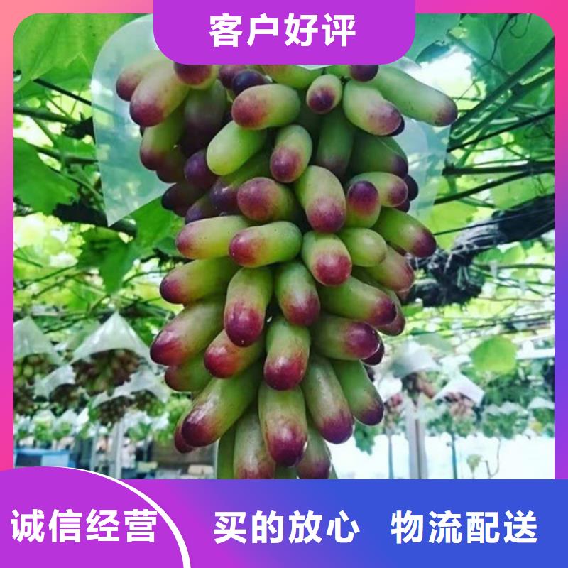【 葡萄-山楂苗多种优势放心选择】高质量高信誉