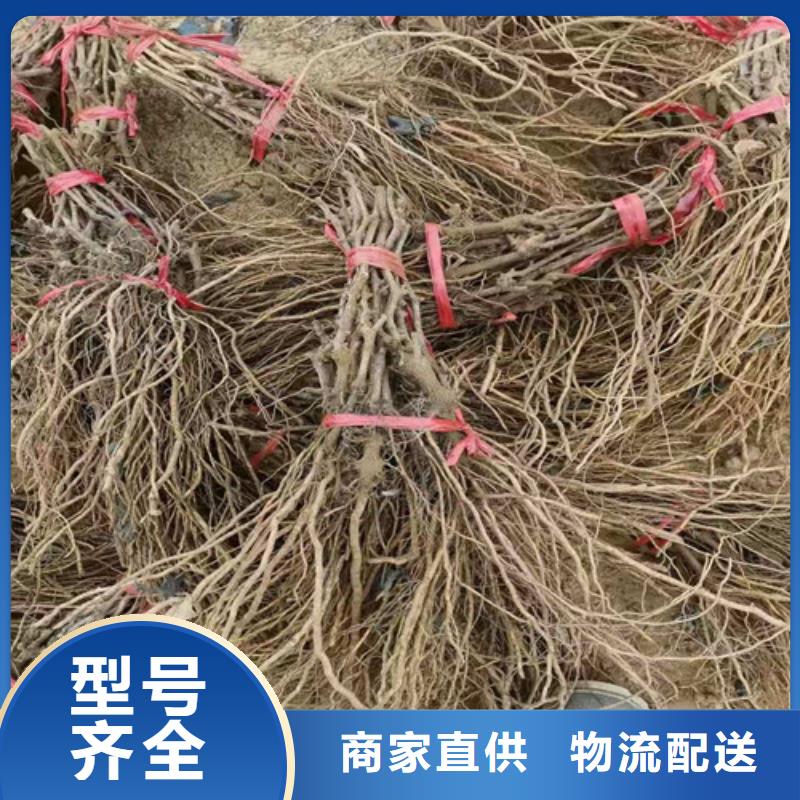 葡萄【枣树苗】用心做产品