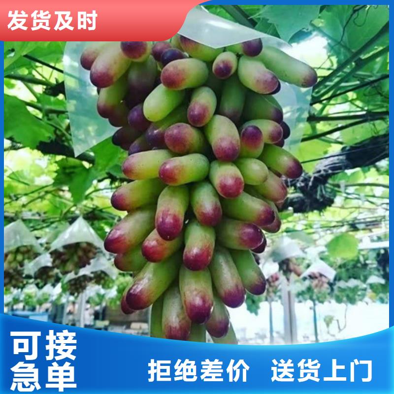 葡萄,棠梨苗质量优价格低