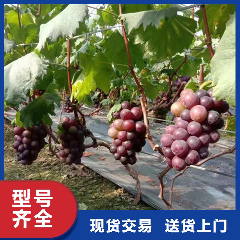 葡萄红耔山楂苗厂家规格全