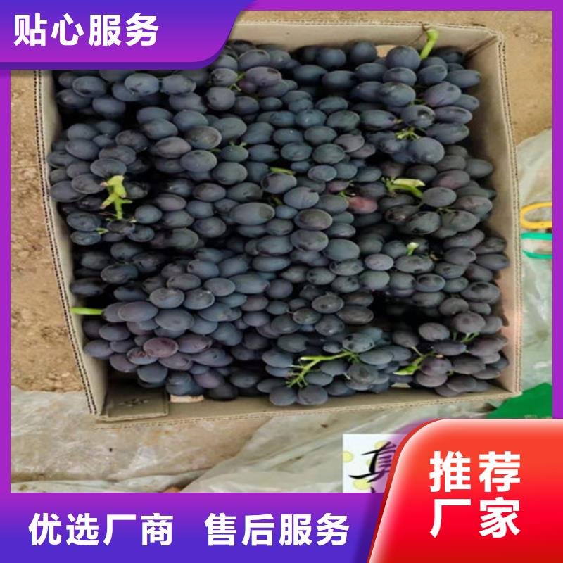 葡萄花椒苗厂家