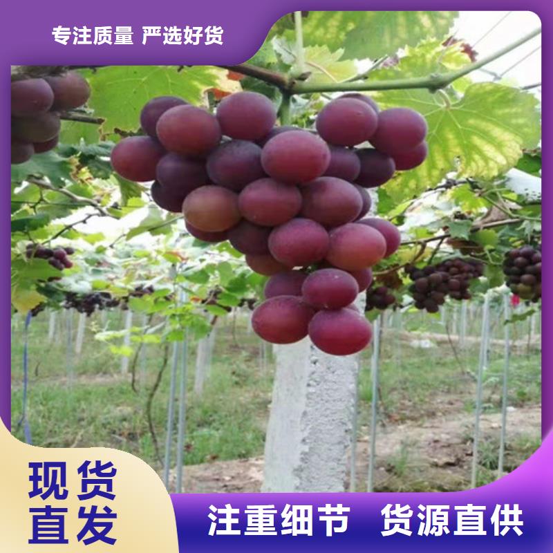 葡萄苹果苗大厂生产品质