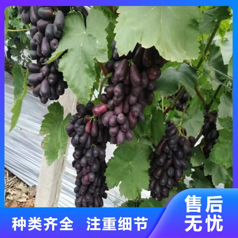 葡萄苹果树苗源头厂家供应