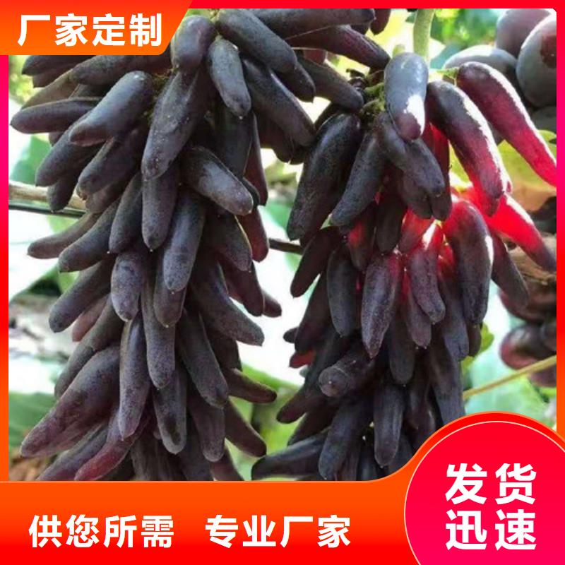 葡萄板栗苗专业的生产厂家