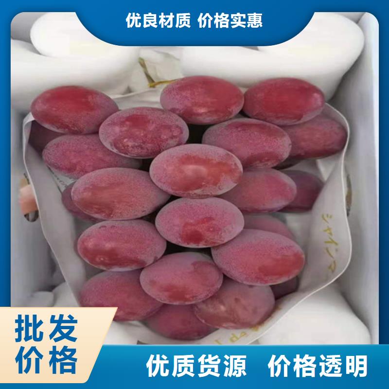 葡萄苹果苗大厂生产品质