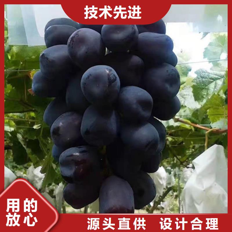葡萄红耔山楂苗厂家规格全