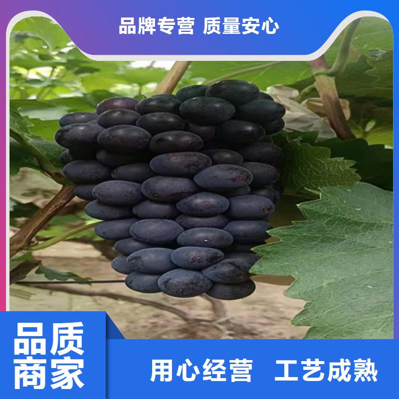葡萄板栗苗用途广泛