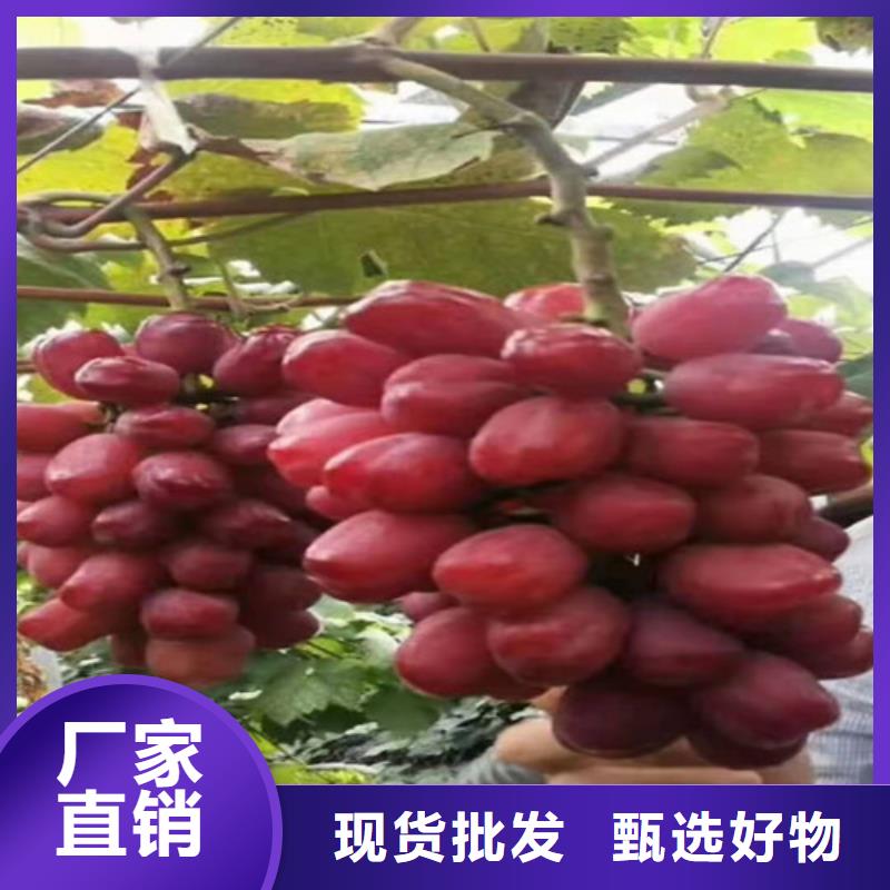 葡萄早酥红梨产品实拍