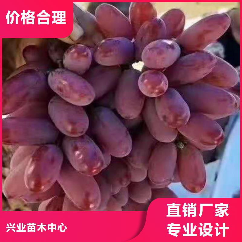 葡萄【大棚草莓苗】订购