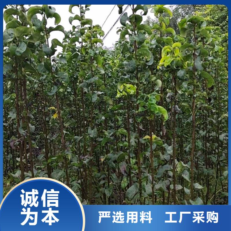 梨奥红全红梨树苗同行低价