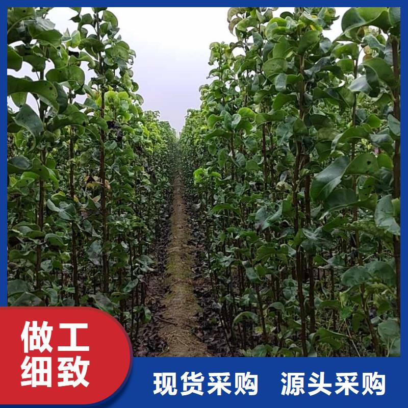 【梨皇冠梨树苗加工定制】