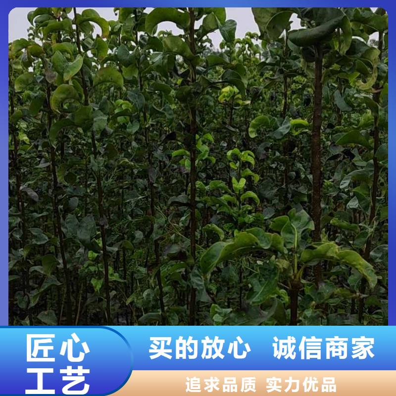 梨-【海棠苗】严格把控每一处细节