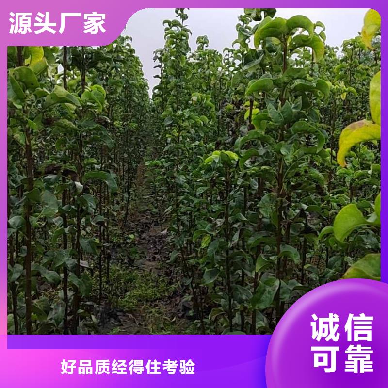 梨 【梨树苗基地】多种工艺