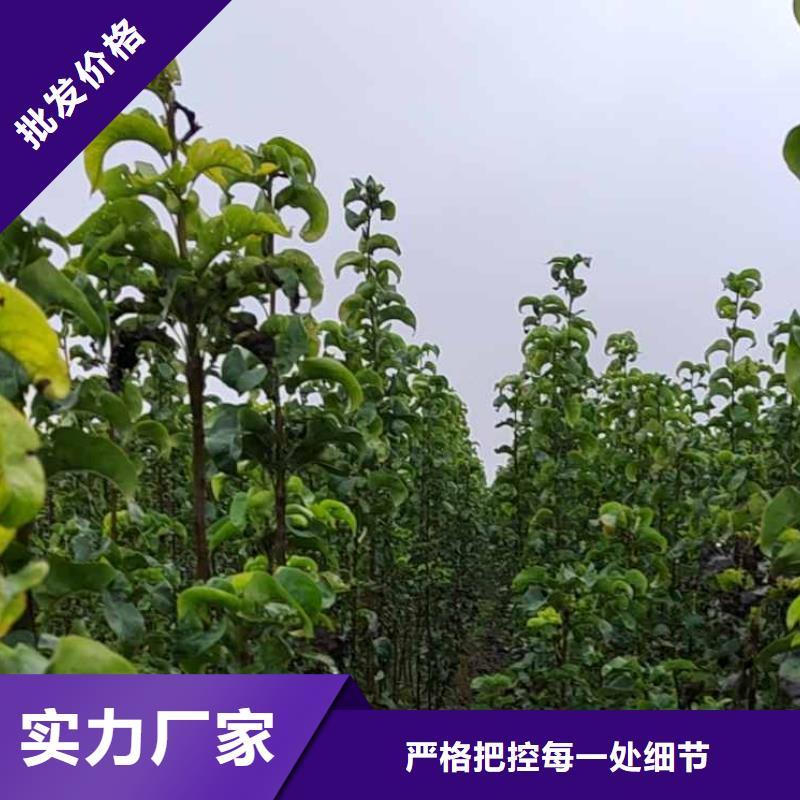 梨-梨树苗优质材料厂家直销