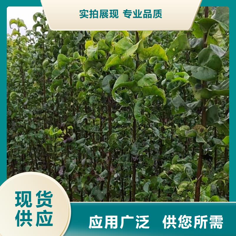 梨_红香酥梨树苗好产品好服务