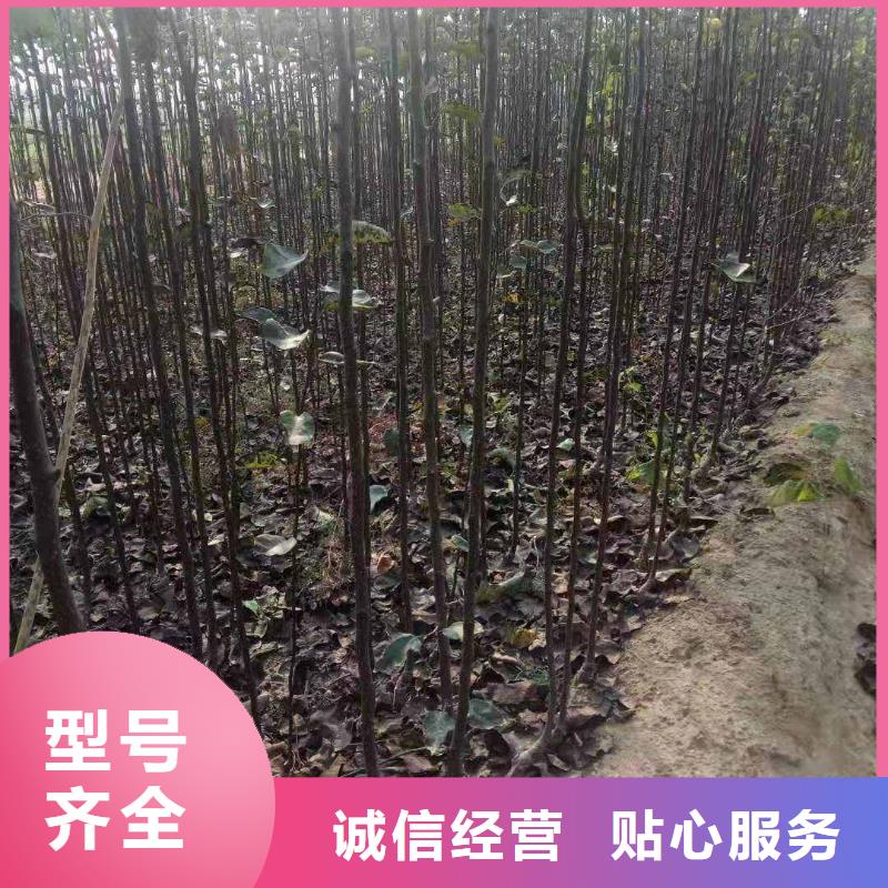 梨香酥梨树苗常年供应