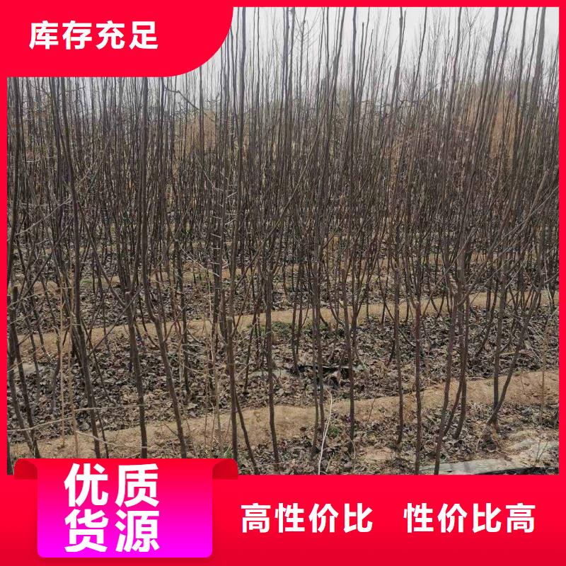 梨_红香酥梨树苗严格把关质量放心