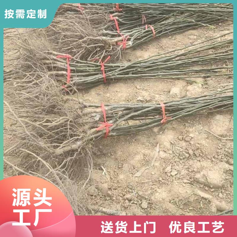 【梨】玉露香梨树苗优质工艺