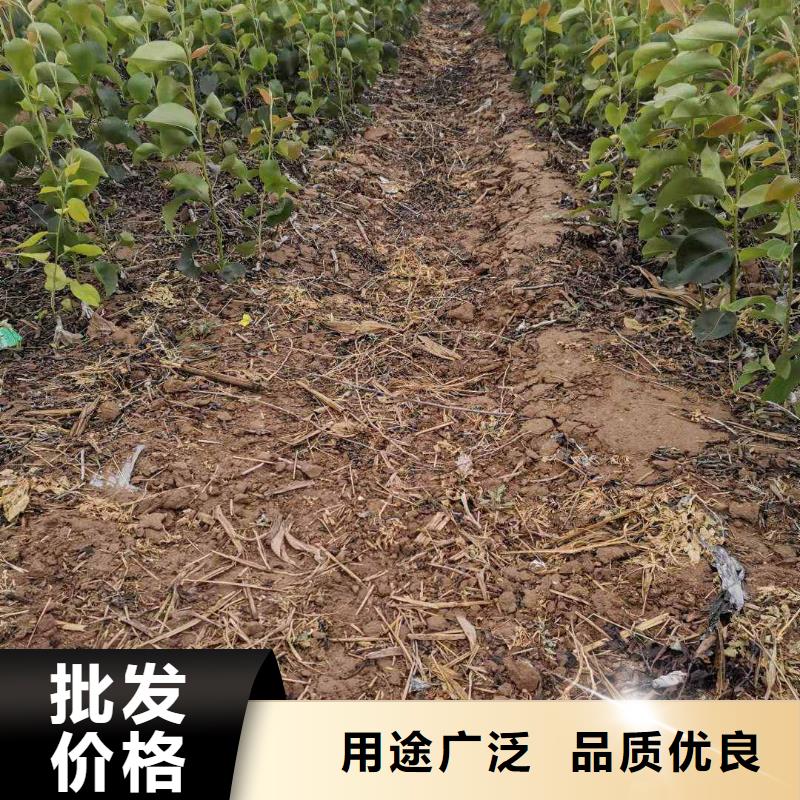 【梨】玉露香梨树苗高标准高品质