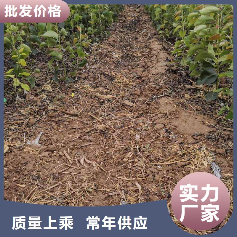 梨十四号桃树苗极速发货