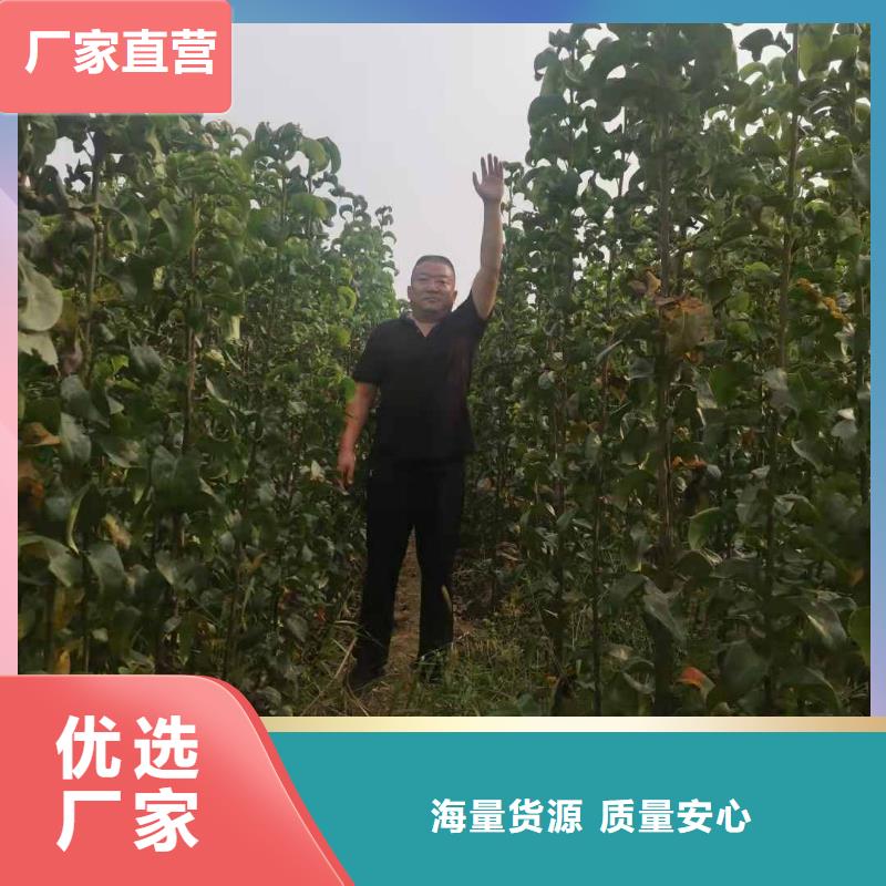 梨梨树苗基地批发货源