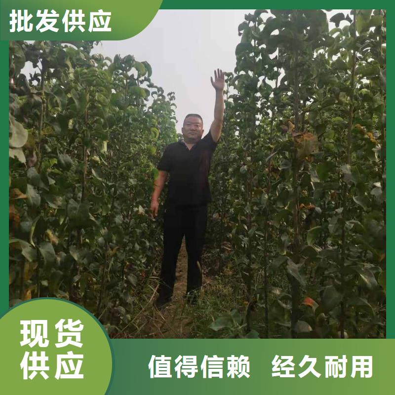 梨杜梨苗品质可靠