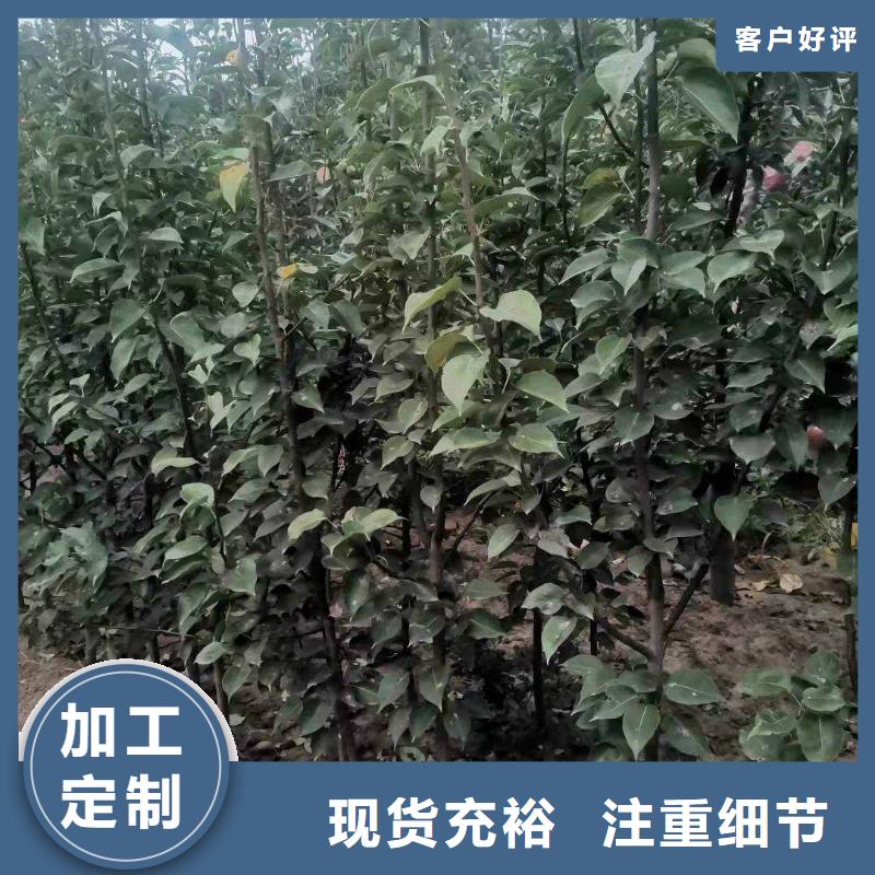 梨十四号桃树苗极速发货