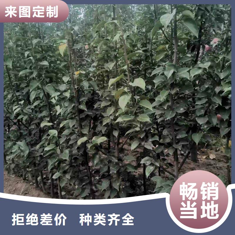 梨_皇冠梨树苗实拍品质保障