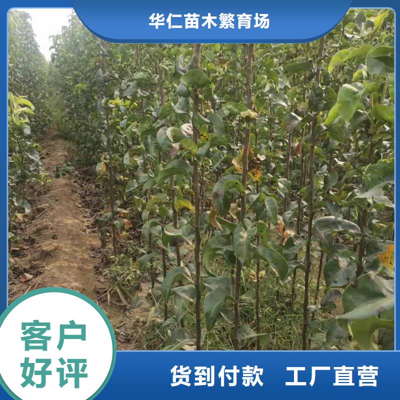 梨_红香酥梨树苗严格把关质量放心