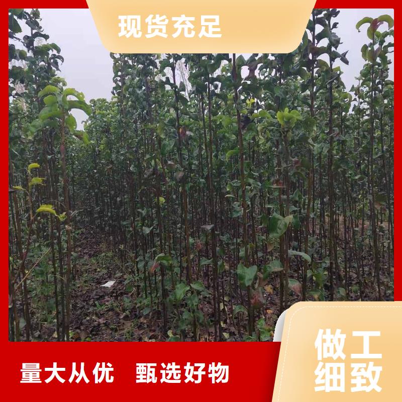 梨新梨7号梨树苗实拍展现