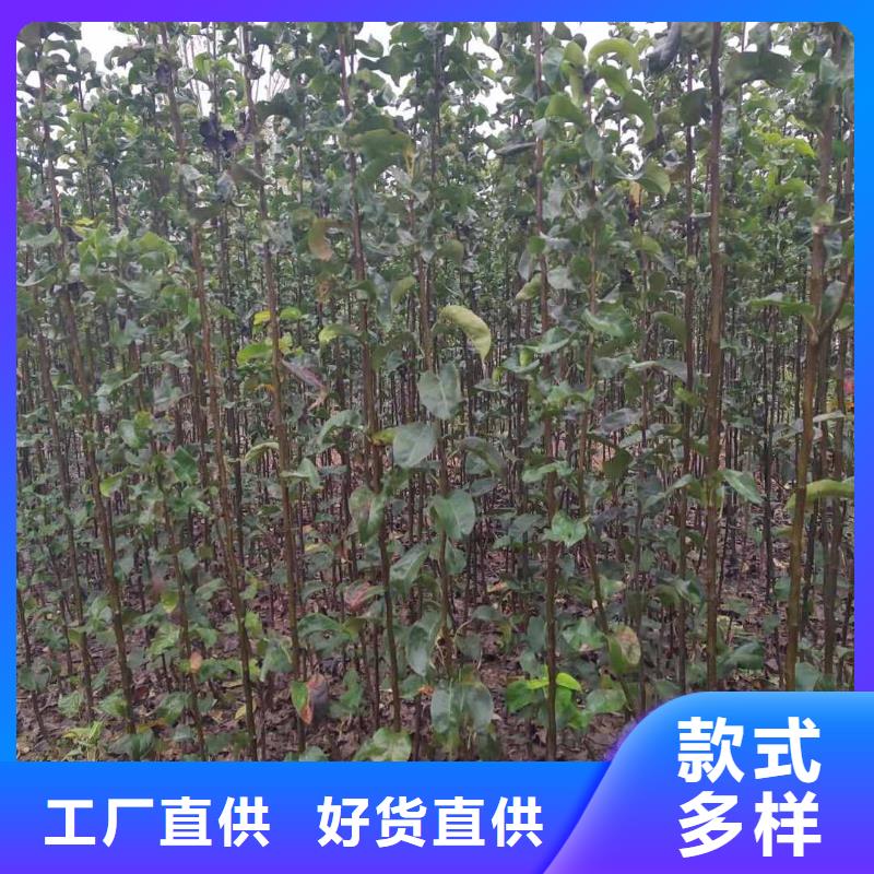 梨十四号桃树苗敢与同行比质量