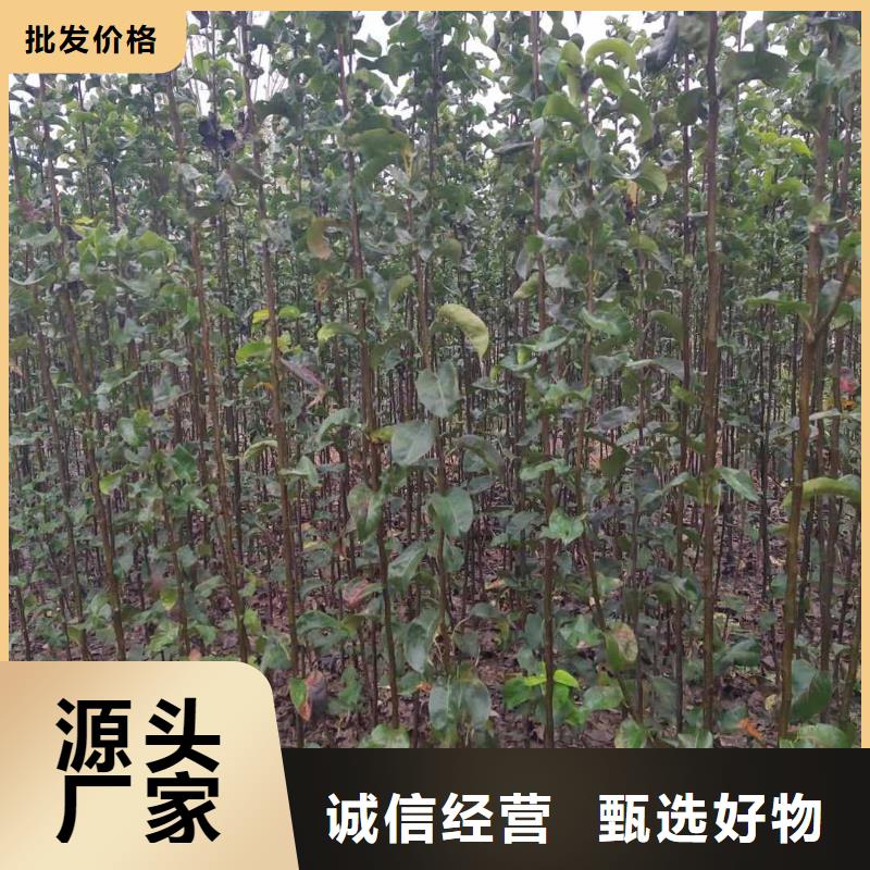 梨瑞蟠101桃树苗懂您所需