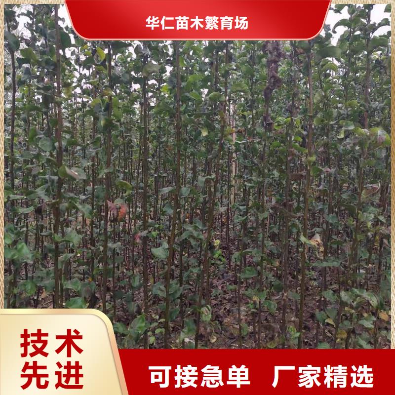 梨山桃苗免费回电