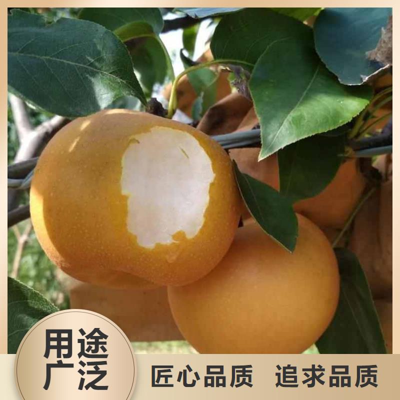 梨奥红一号梨苗符合标准
