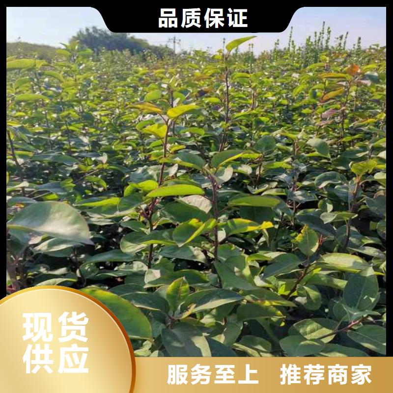 梨 【梨树苗基地】多种工艺