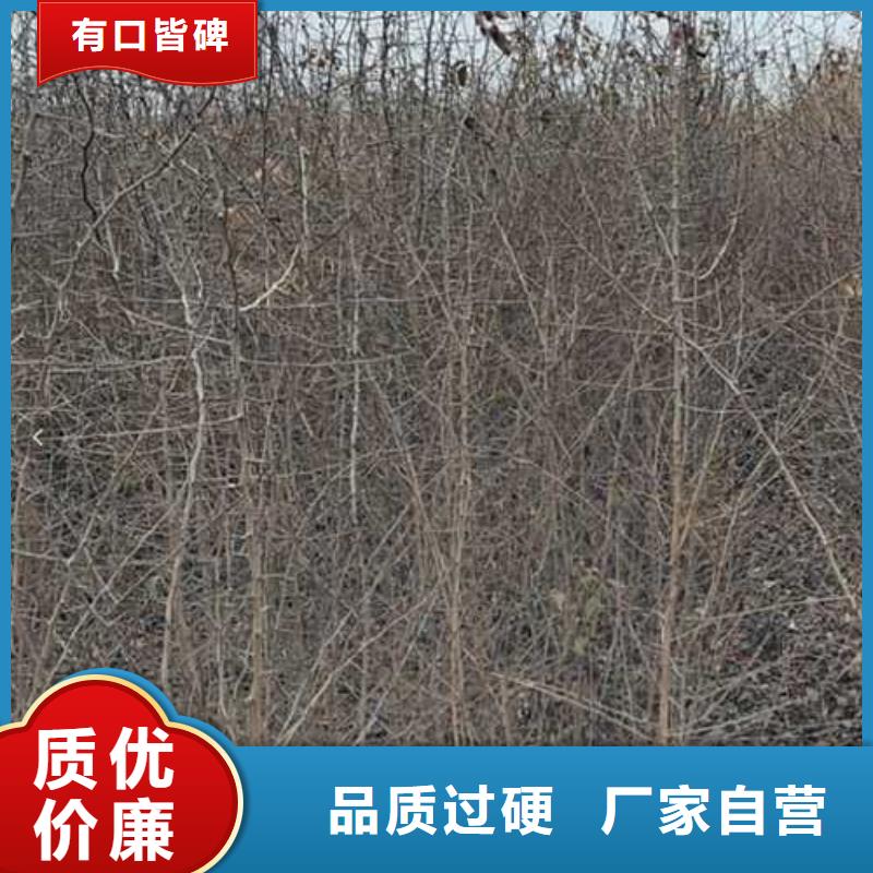 杜梨奥红一号梨苗量大从优